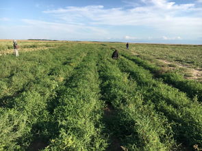 優化農業種植結構，大力發展特色經濟 技術開發與創新路徑