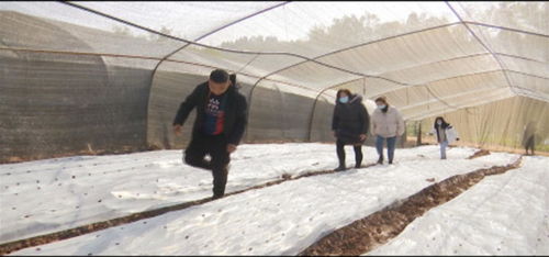 禾豐鎮探索食用菌栽培技術，推動現代農業發展
