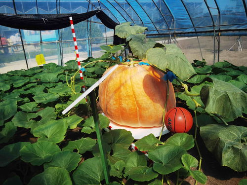 在北大荒，農產品有“絕活兒”——農業種植技術開發助推高質量發展