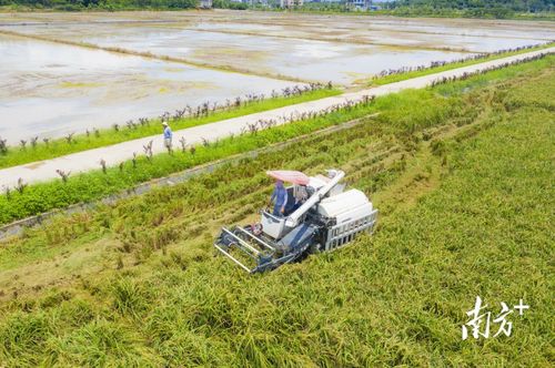 金谷歸倉稻香撲鼻 普寧夏糧豐收彰顯農業技術新突破