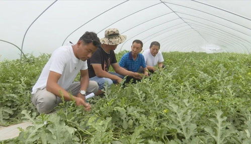 發(fā)展優(yōu)質瓜菜種植與技術創(chuàng)新，開拓農(nóng)業(yè)增效與農(nóng)民增收新路徑