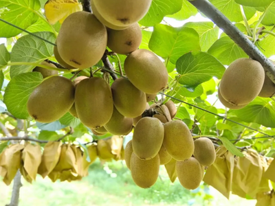 科技創(chuàng)新引領農(nóng)業(yè)新篇 獼猴桃種植技術開發(fā)與應用