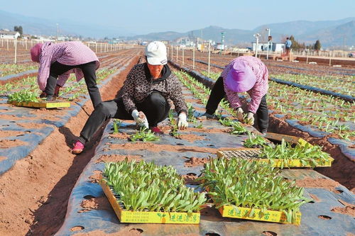 劍川 緊盯節(jié)令移栽忙 科技賦能蔬菜產(chǎn)業(yè)提質(zhì)增效