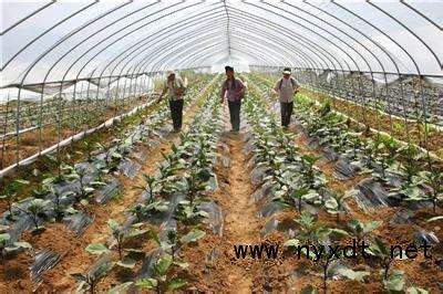 科學(xué)施肥指南 大棚蔬菜高效種植與農(nóng)業(yè)技術(shù)開發(fā)