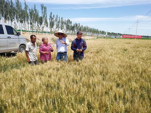 科技特派員張毅 以技術(shù)為犁，深耕沃土，譜寫糧食種植節(jié)本增效新篇章